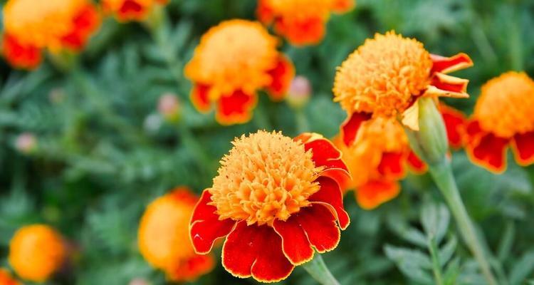 秋天积极象征的花卉有哪些？它们的寓意是什么？