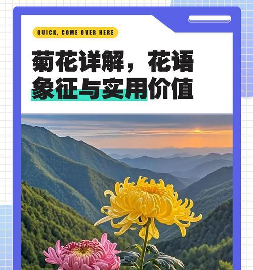 五朵花的花语含义是什么？