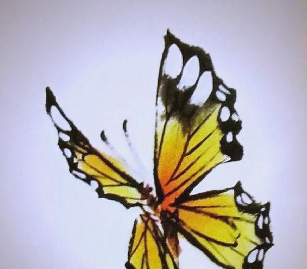 蝴蝶花鸟画中的鸟象征什么？