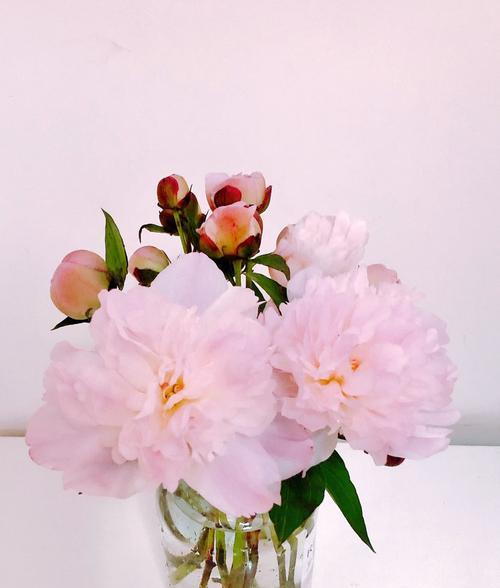 哪些花象征家庭圆满？