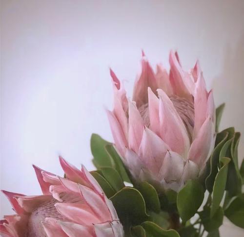 哪些花象征家庭圆满？