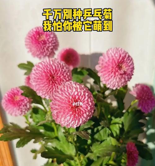 哪些花象征家庭圆满？