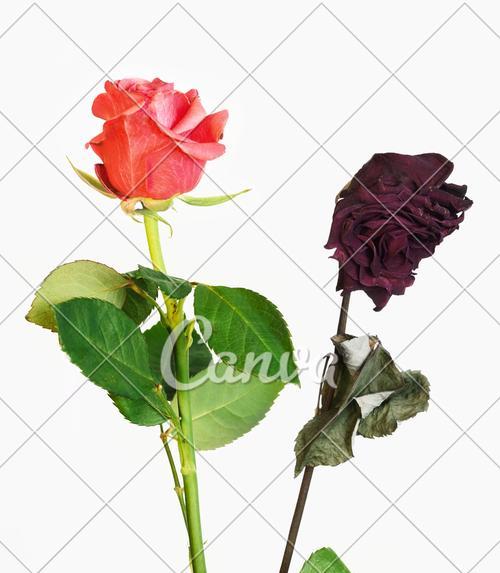 玫瑰花符号代表什么？如何正确解读玫瑰花符号？