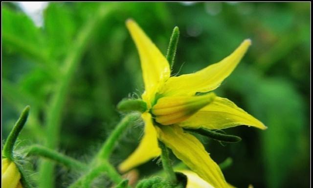 西红柿制成的花象征着什么？这种花的特殊含义是什么？