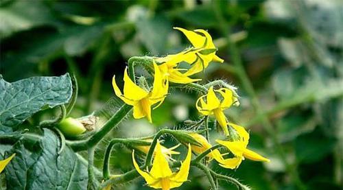 西红柿制成的花象征着什么？这种花的特殊含义是什么？