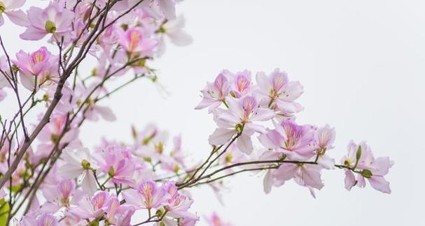 花鲢鱼的花语和文化含义是什么？