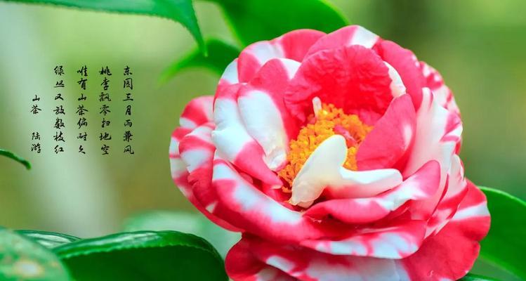 10月的花语有哪些？哪些花在10月有特殊含义？