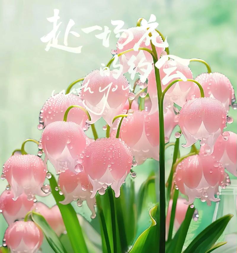 10月的花语有哪些？哪些花在10月有特殊含义？