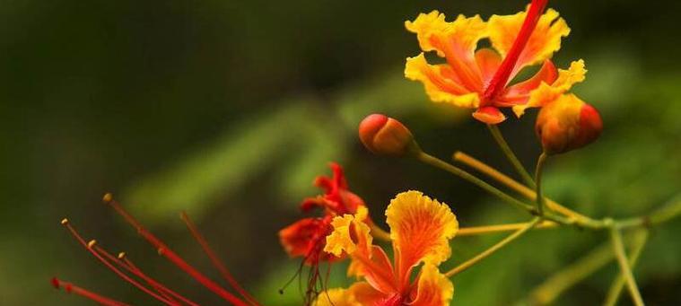 10月的花语有哪些？哪些花在10月有特殊含义？