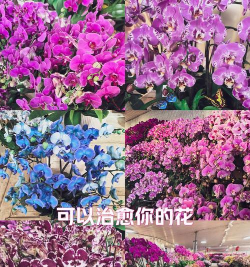 兰花花语是什么意思？兰花代表了哪些美好寓意？