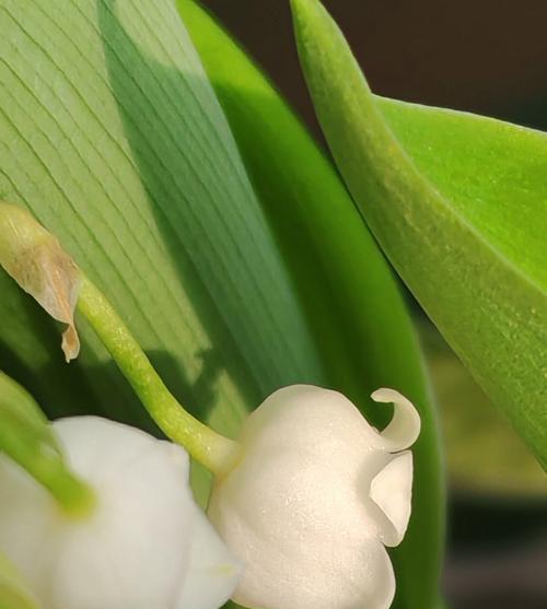 兰花花语是什么意思？兰花代表了哪些美好寓意？