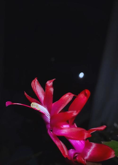 仙人指花的寓意是什么？仙人指花语有哪些特别之处？