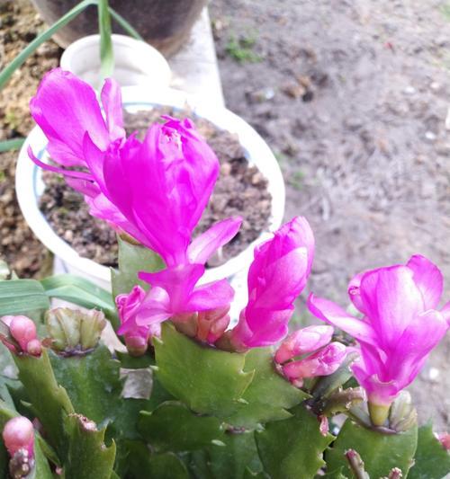 仙人指花的寓意是什么？仙人指花语有哪些特别之处？