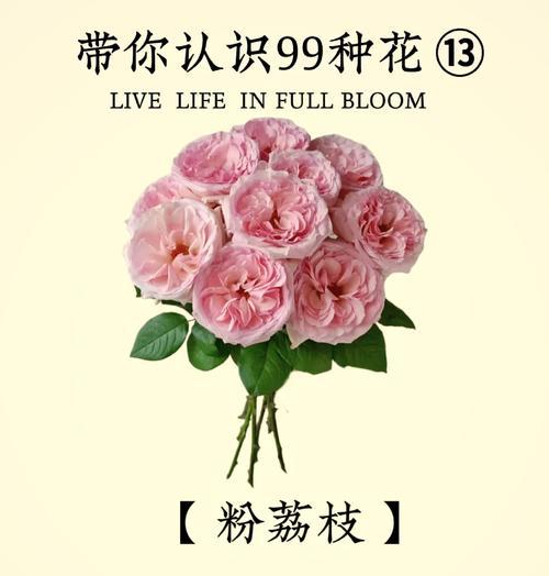 索玛花的含义是什么？它在花语中代表了什么？