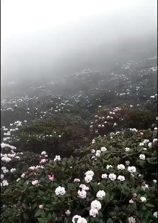 索玛花的含义是什么？它在花语中代表了什么？