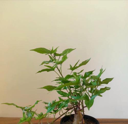 哪些水培花寓意好且适合室内摆放？