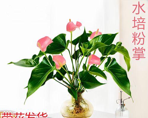 哪些水培花寓意好且适合室内摆放？