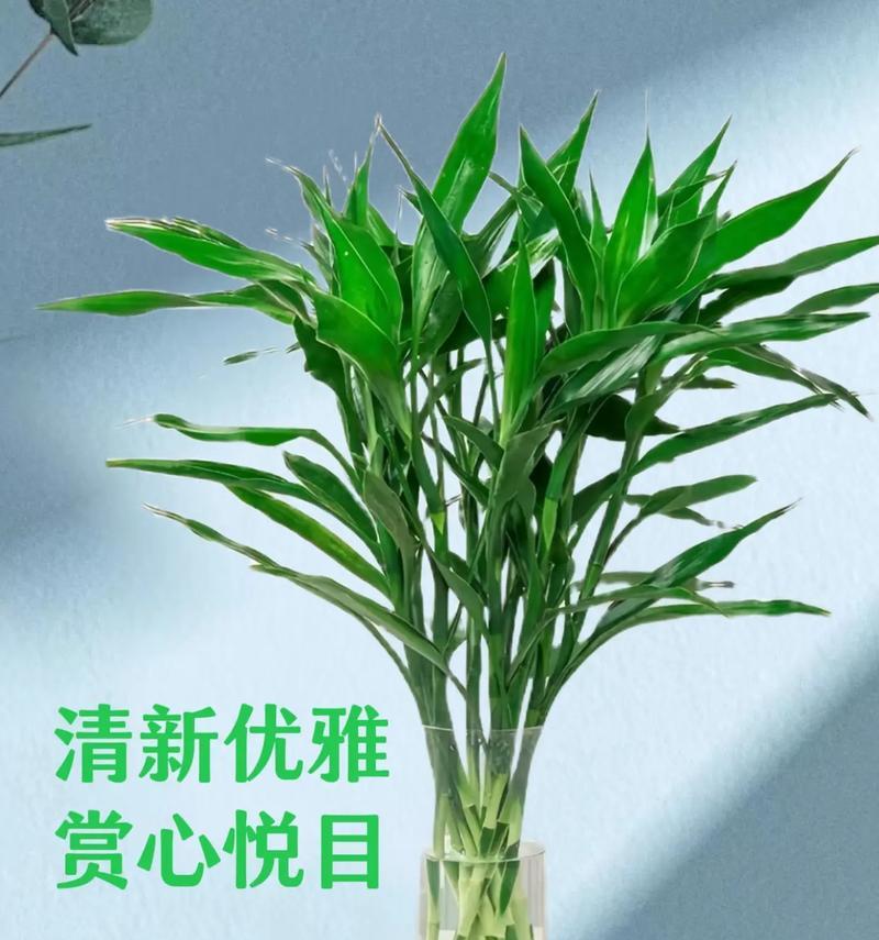 哪些水培花寓意好且适合室内摆放？