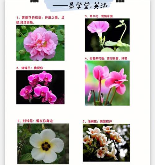 了解白枳花的含义？