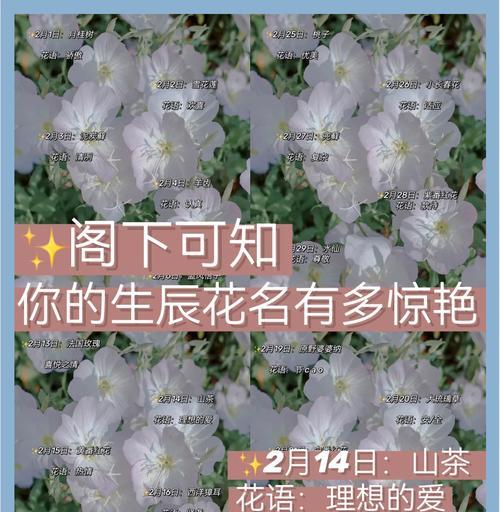 了解白枳花的含义？
