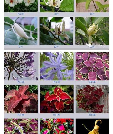 了解百花杯的深层含义？