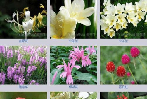 三根花组合代表什么寓意？含义有哪些？