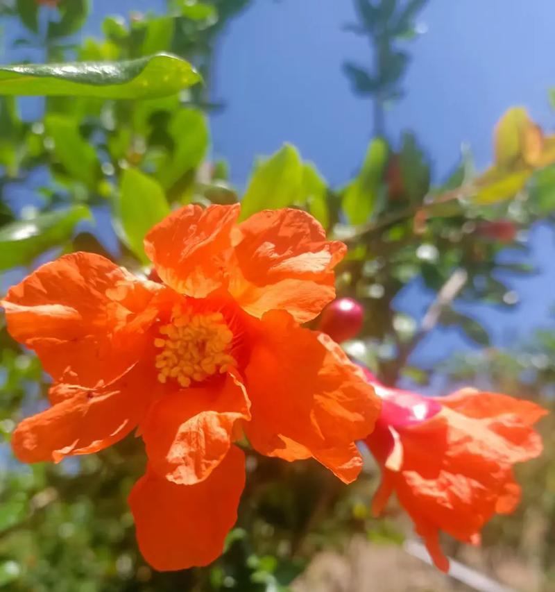 寓意好的结果花有哪些？选择寓意好的花卉有何技巧？