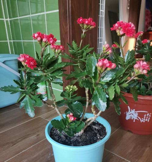 烧花五盆花代表什么含义？传统习俗中的花文化是什么？