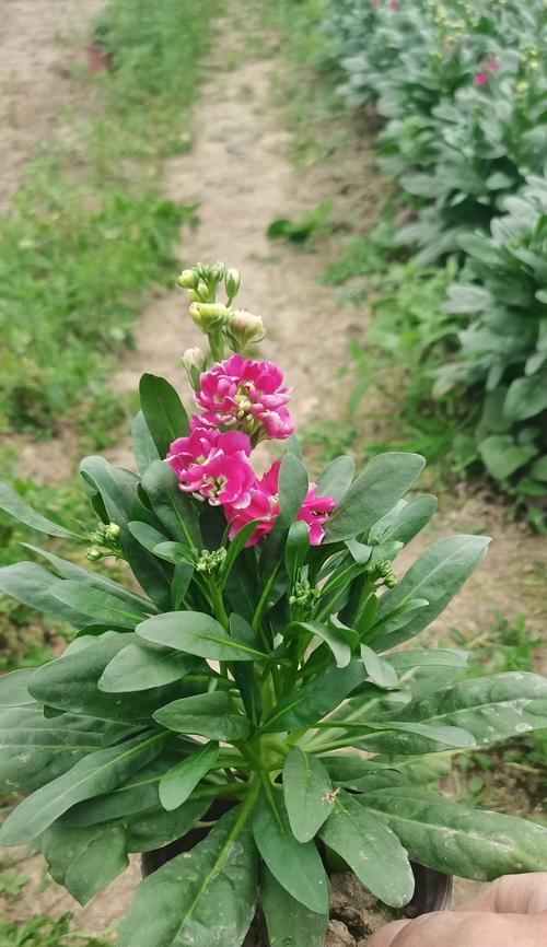 花卉象征意义辨识：哪些花象征性最明显及其识别方法？