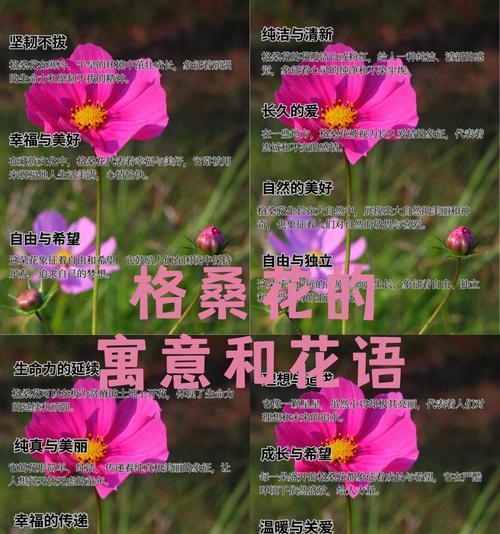德花象征着什么？德字在花卉文化中的意义？
