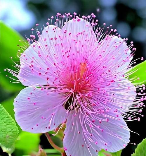 象征生生不息的花卉有哪些？