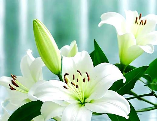 百合花的花语是什么？它代表了哪些深层含义？