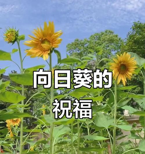 哪种花象征着成功？