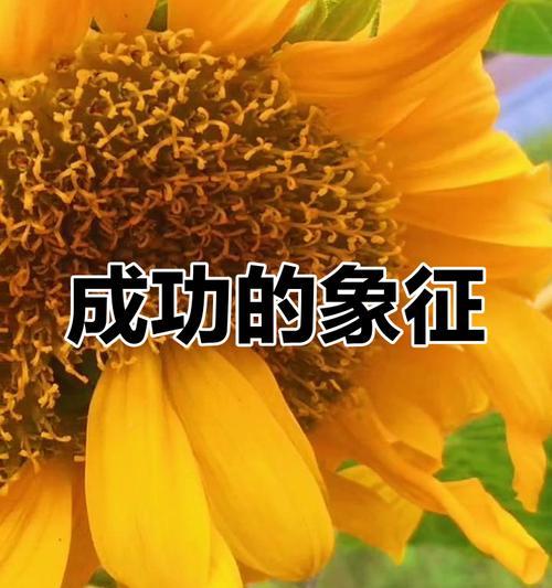 哪种花象征着成功？