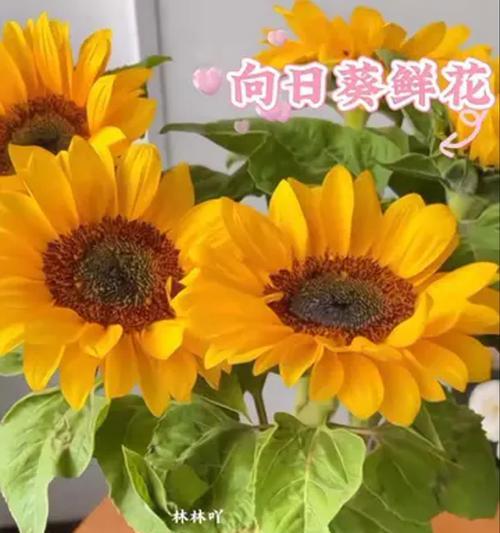 哪种花象征着成功？