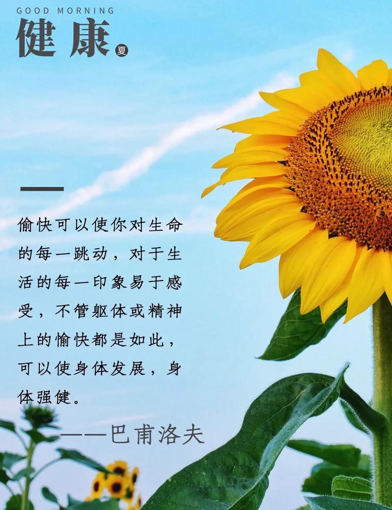 向日葵的花语有哪些？它代表了什么情感？