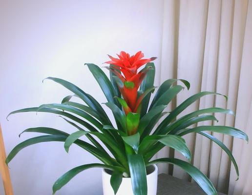 家中摆放花有何含义？花摆家里的意义是什么？
