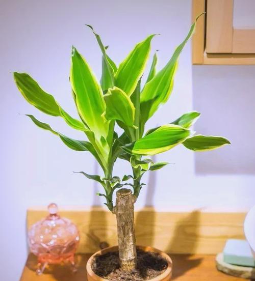 家中摆放花有何含义？花摆家里的意义是什么？