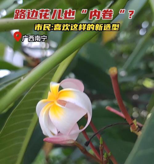 绿树花象征着什么含义？