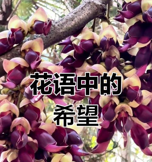 什么花象征爱情的美好含义？