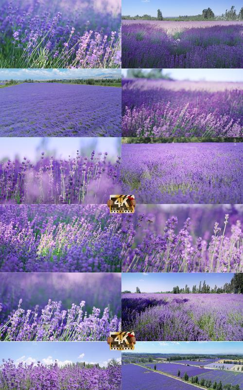 薰衣草的花语特点是什么？薰衣草象征着什么？