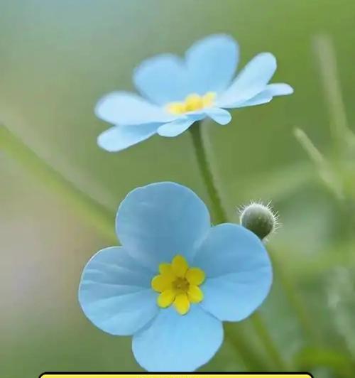 自由不羁的花卉有哪些？它们各自代表了什么寓意？