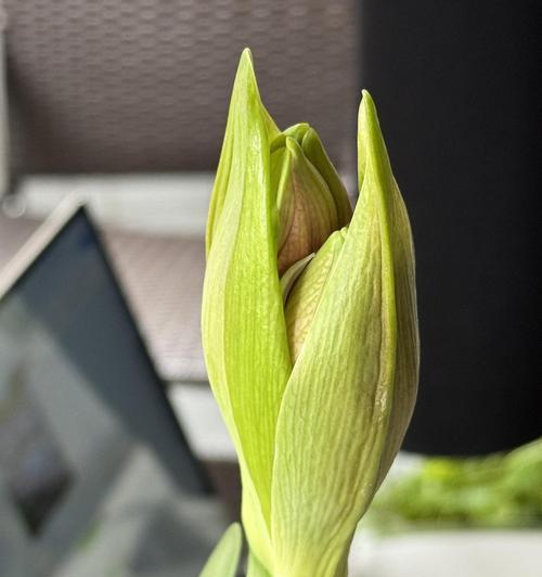信心象征的花有哪些？它们代表了怎样的信念？