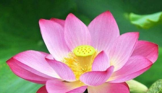 信心象征的花有哪些？它们代表了怎样的信念？