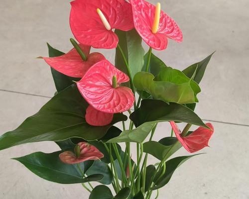 红掌的花语是什么？象征了哪些意义？