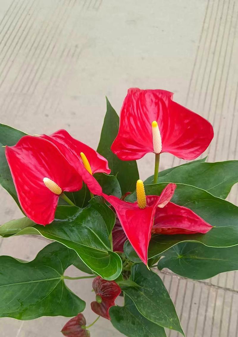 红掌的花语是什么？象征了哪些意义？