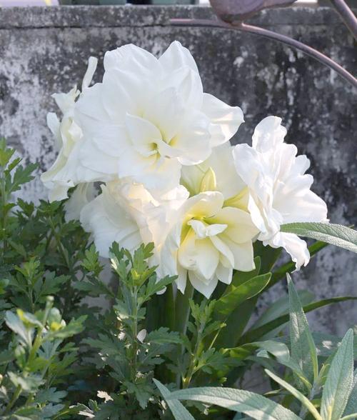花喻花的含义是什么？花卉在文学中的隐喻有哪些？