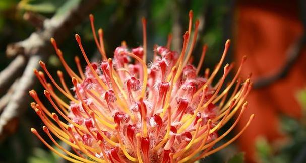 花喻花的含义是什么？花卉在文学中的隐喻有哪些？