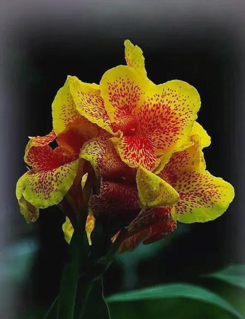 花喻花的含义是什么？花卉在文学中的隐喻有哪些？