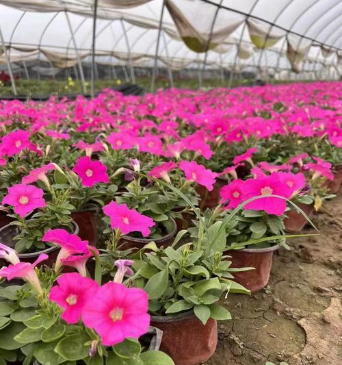矮牵牛花语有哪些？矮牵牛寓意着什么？